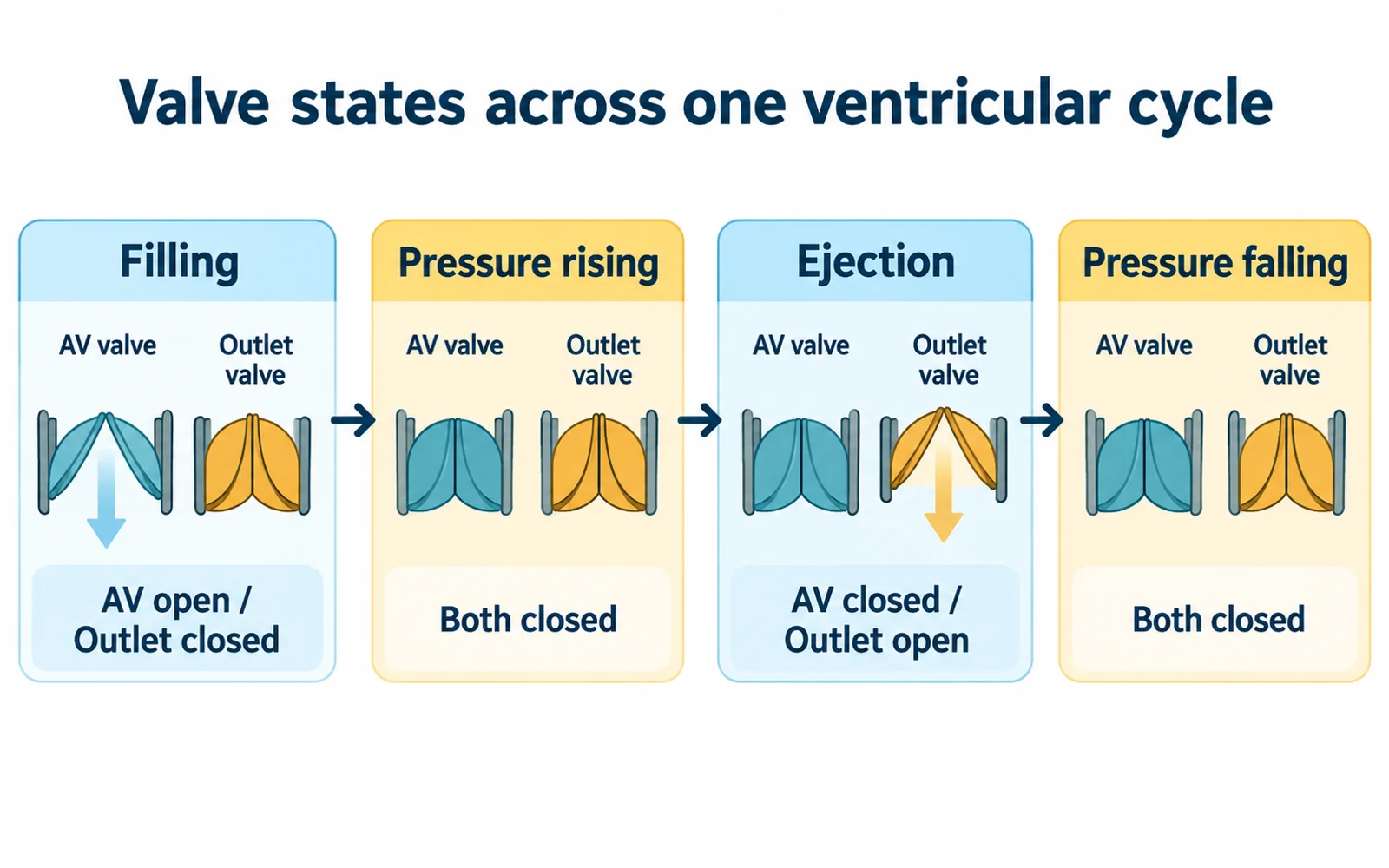 Four stages show AV open and outlet closed for filling, both closed while pressure rises, AV closed and outlet open for ejection, and both closed while pressure falls.