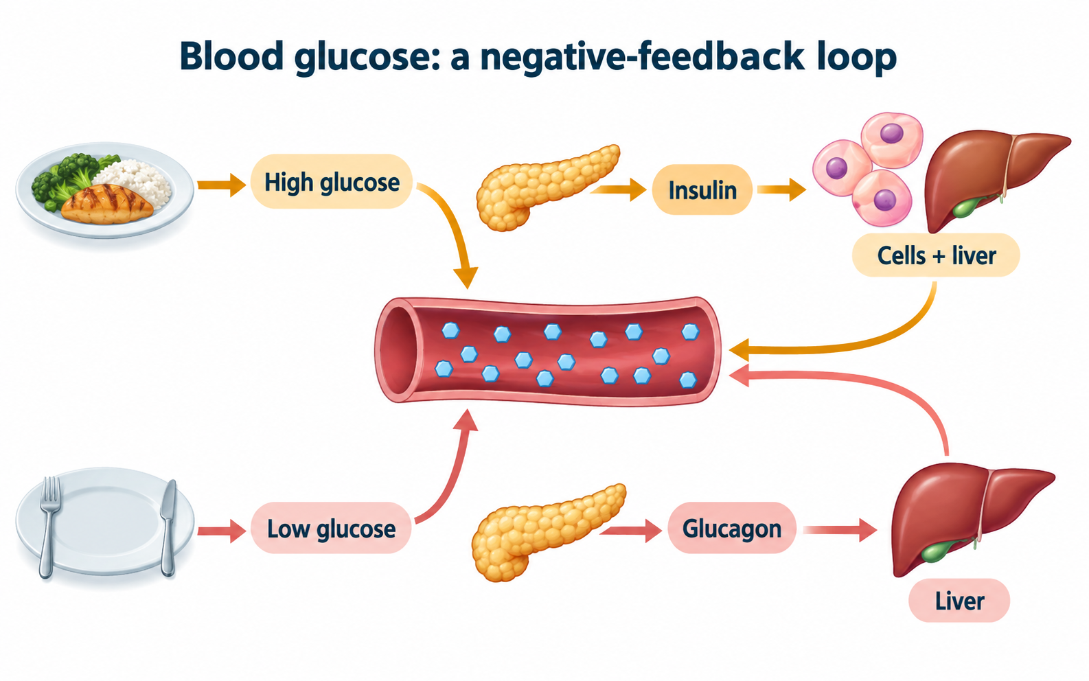 Negative-feedback regulation of blood glucose through insulin and glucagon