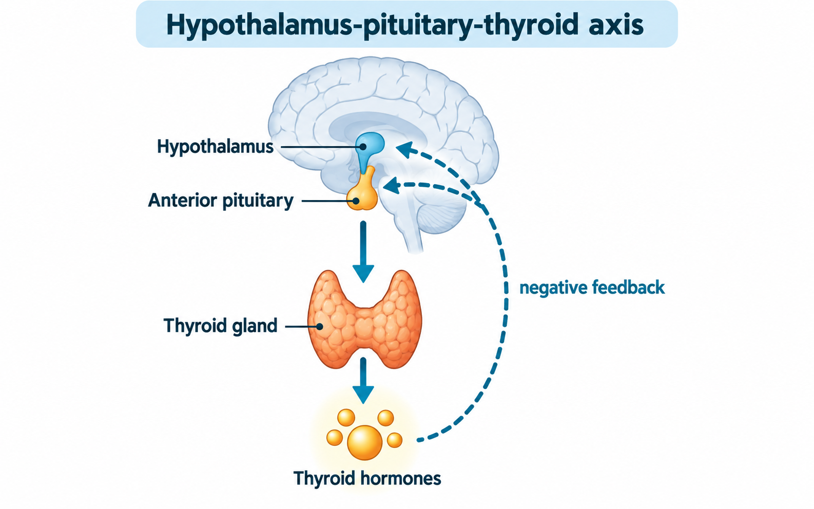 Simplified hypothalamus-pituitary-thyroid axis with negative feedback from thyroid hormones