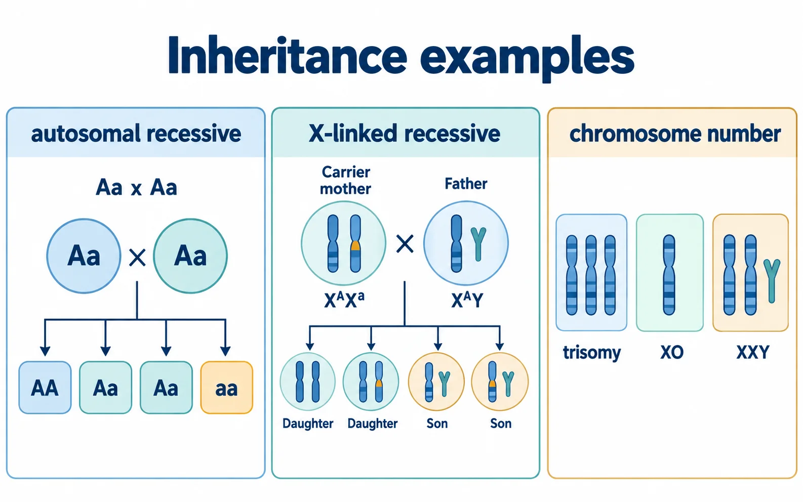 Three symbolic panels compare an autosomal recessive carrier cross, an X-linked recessive chromosome route and chromosome-number examples including trisomy, XO and XXY.