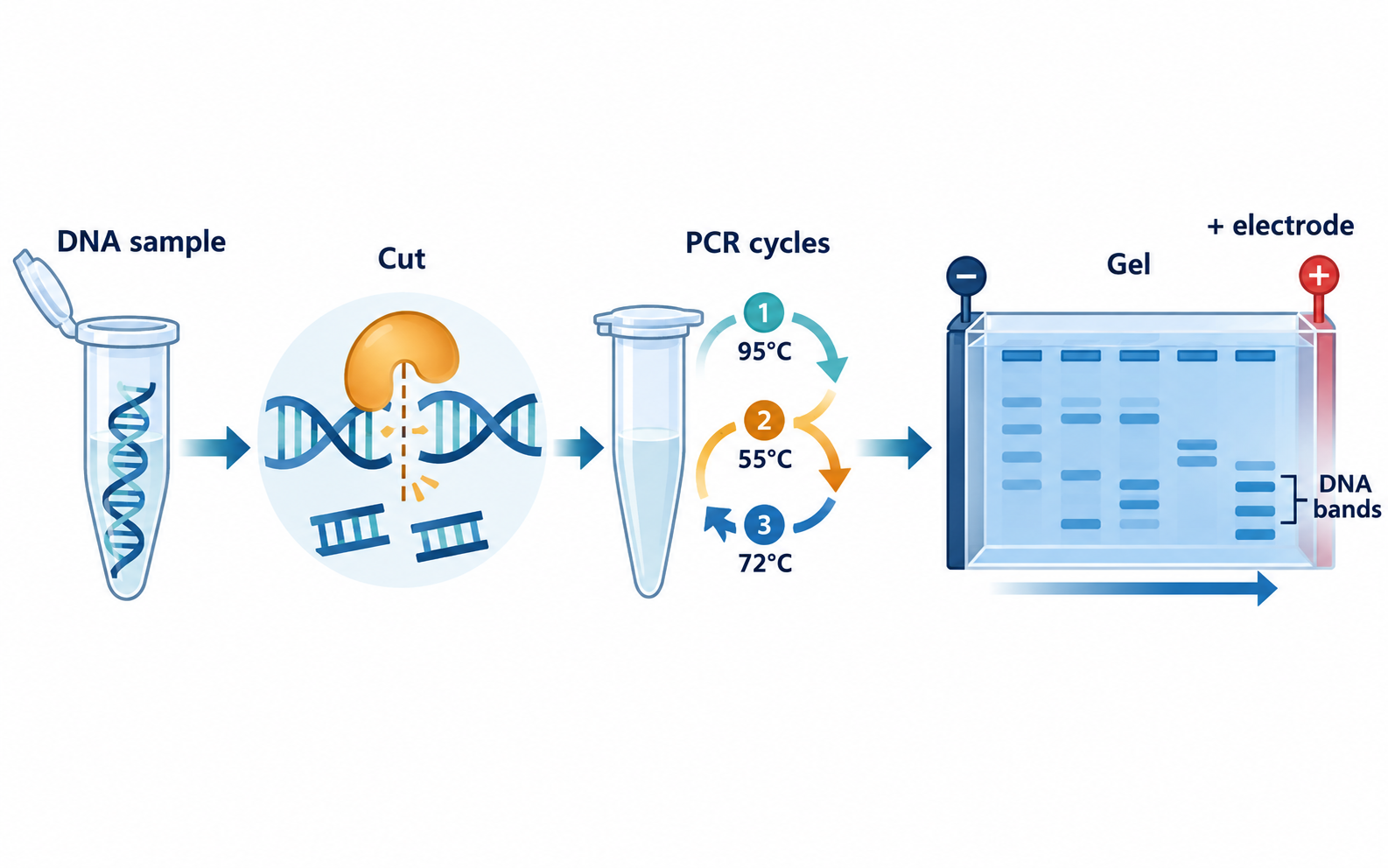 DNA sample moving through restriction cutting, PCR amplification and gel electrophoresis toward visible DNA bands at a positive electrode