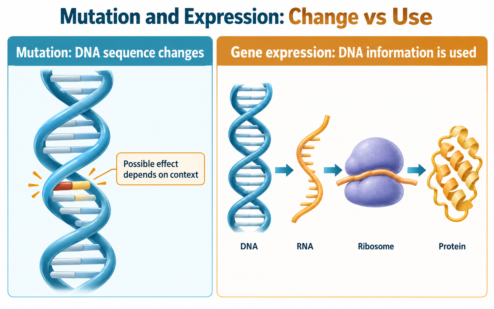 Comparison showing a DNA sequence change as mutation and DNA to RNA to protein as gene expression