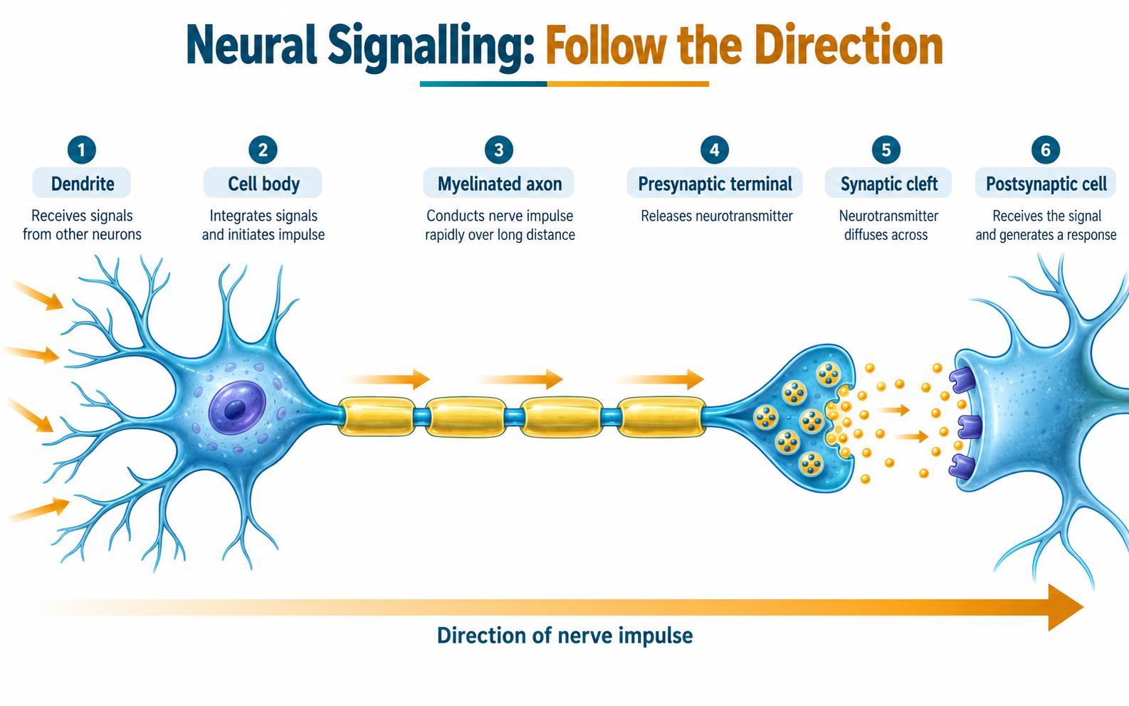 Simplified direction of nerve impulse from dendrite through axon and synapse to the next cell