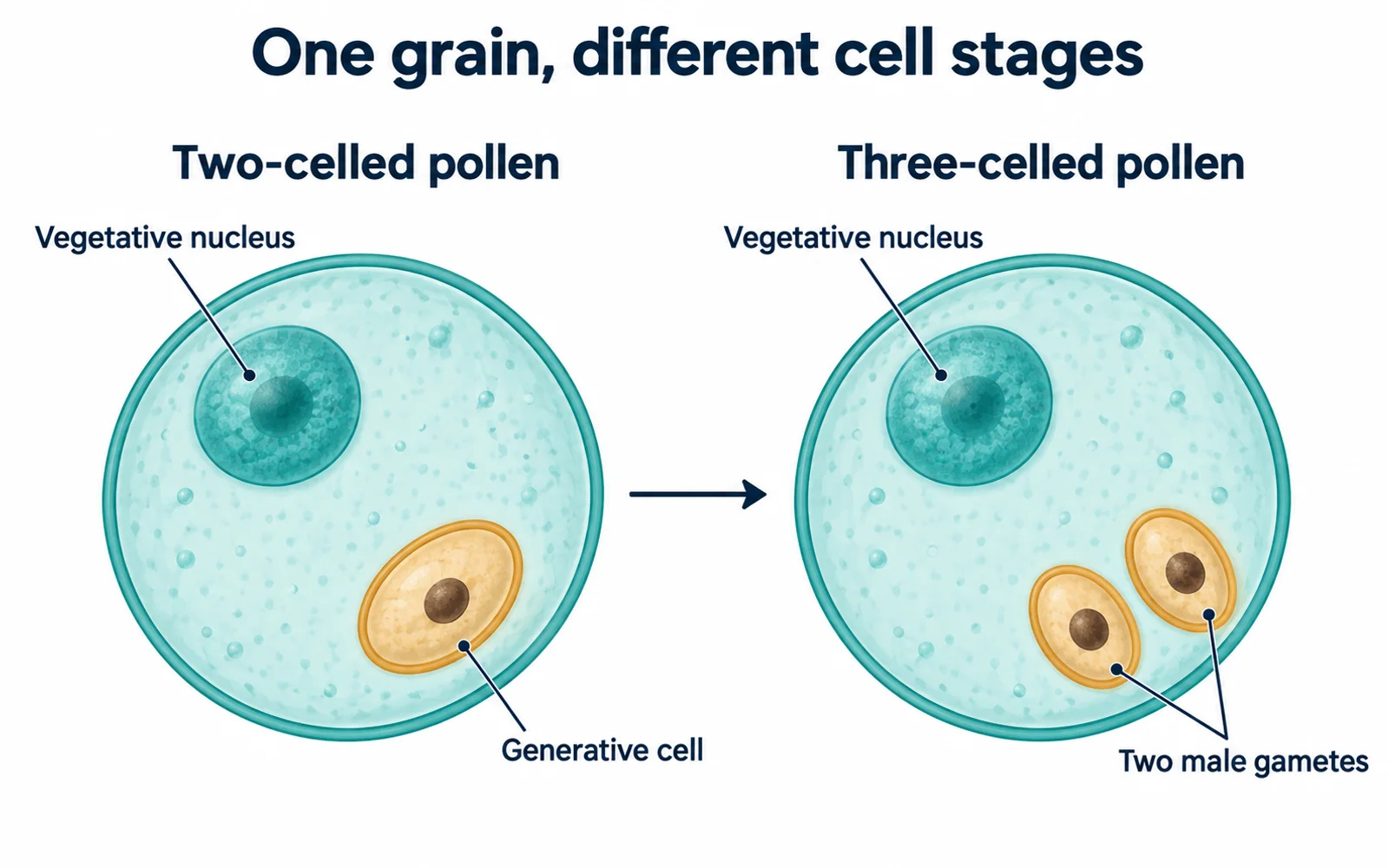 Two-celled pollen contains a vegetative nucleus and one enclosed generative cell; after generative division, three-celled pollen contains the vegetative nucleus and two male gametes.